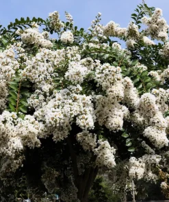35 White Crepe Myrtle Seeds - Lagerstroemia Indica Flowering Shrub Bush Small Tree Seeds - Image 6