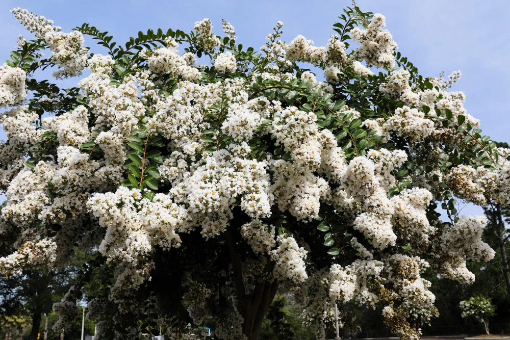 35 White Crepe Myrtle Seeds - Lagerstroemia Indica Flowering Shrub Bush Small Tree Seeds - Image 6