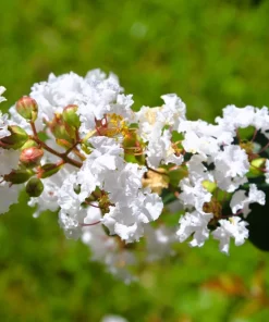 35 White Crepe Myrtle Seeds - Lagerstroemia Indica Flowering Shrub Bush Small Tree Seeds - Image 7