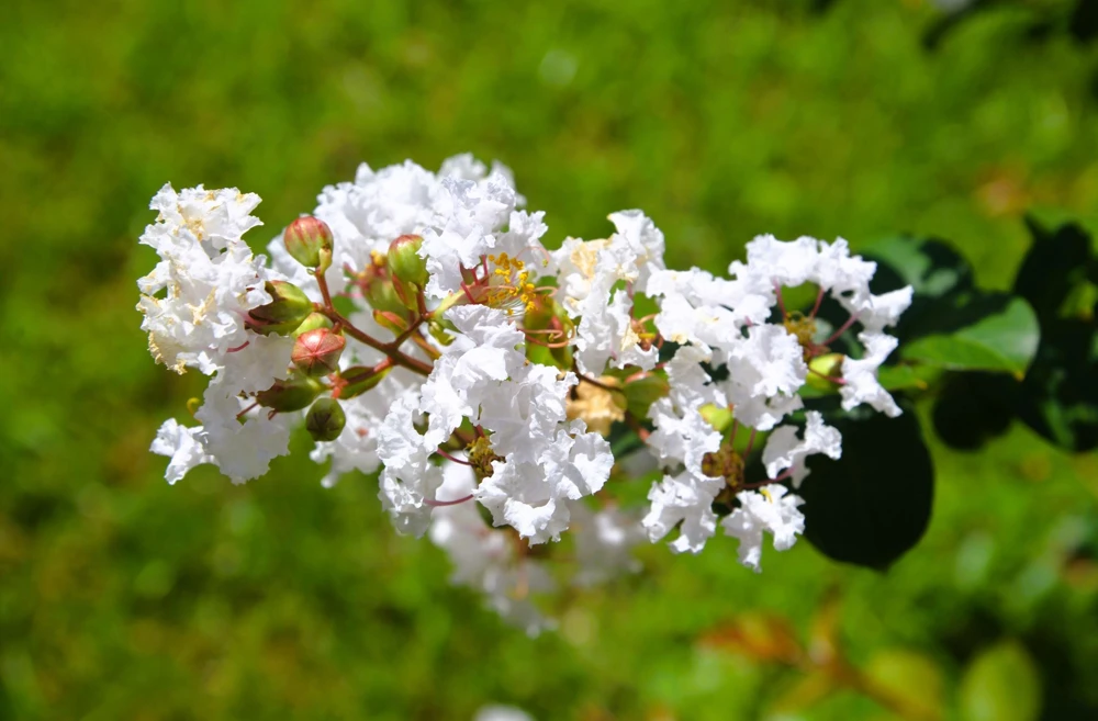 35 White Crepe Myrtle Seeds - Lagerstroemia Indica Flowering Shrub Bush Small Tree Seeds - Image 7
