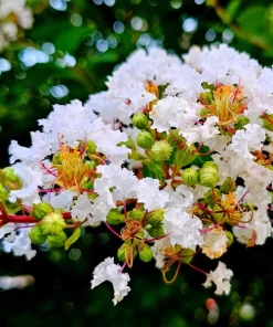 35 White Crepe Myrtle Seeds - Lagerstroemia Indica Flowering Shrub Bush Small Tree Seeds - Image 8