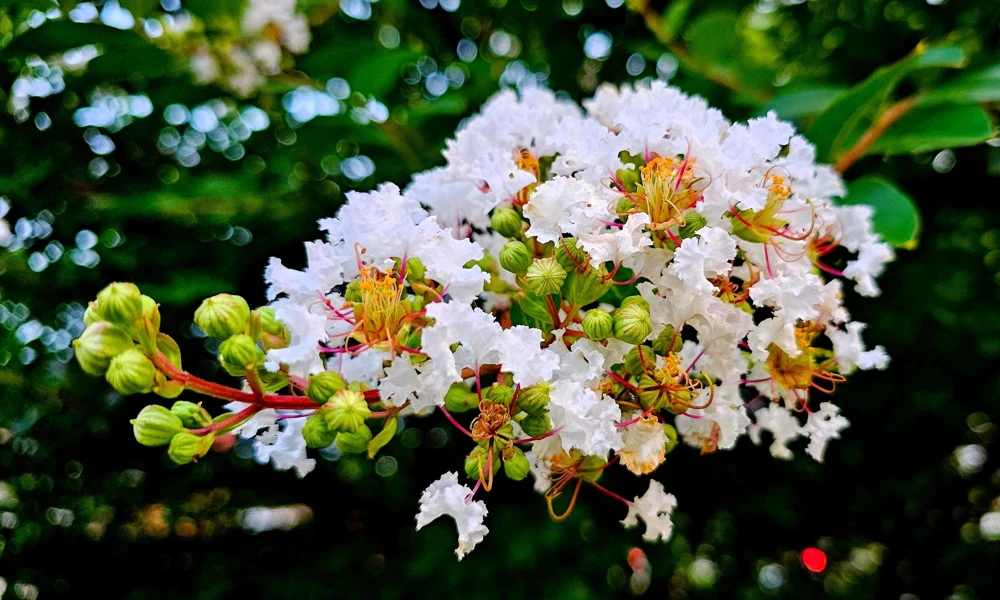 35 White Crepe Myrtle Seeds - Lagerstroemia Indica Flowering Shrub Bush Small Tree Seeds - Image 8
