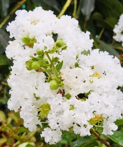 35 White Crepe Myrtle Seeds - Lagerstroemia Indica Flowering Shrub Bush Small Tree Seeds - Image 9