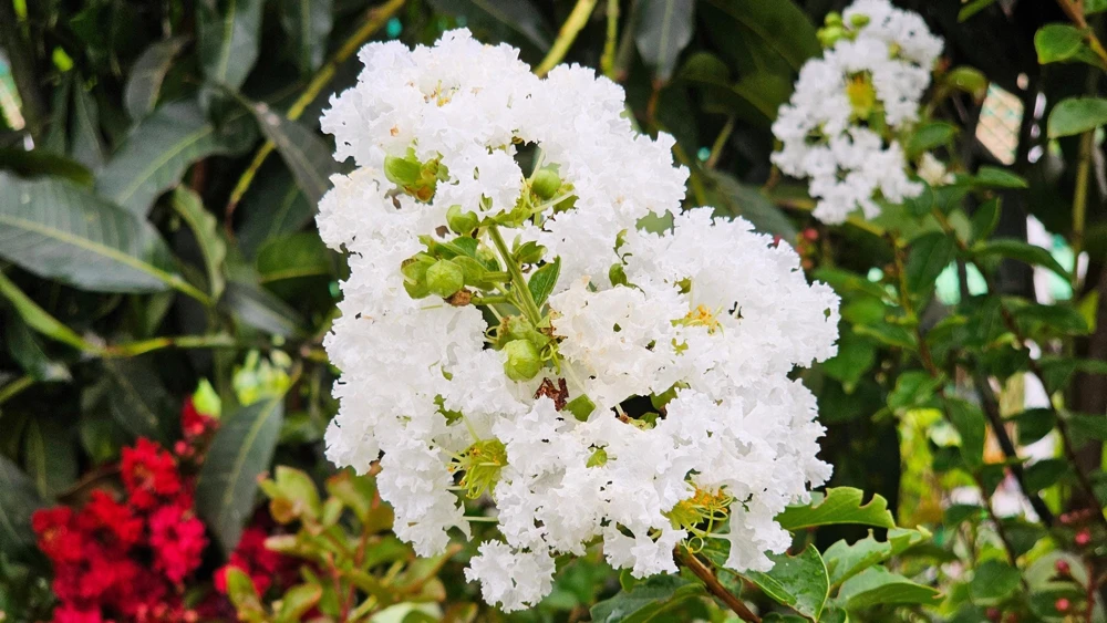 35 White Crepe Myrtle Seeds - Lagerstroemia Indica Flowering Shrub Bush Small Tree Seeds - Image 9