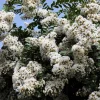 35 White Crepe Myrtle Seeds - Lagerstroemia Indica Flowering Shrub Bush Small Tree Seeds - Image 1