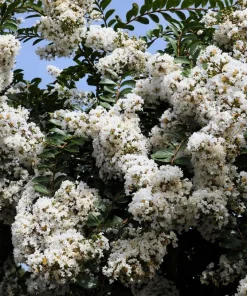 35 White Crepe Myrtle Seeds - Lagerstroemia Indica Flowering Shrub Bush Small Tree Seeds - Image 1
