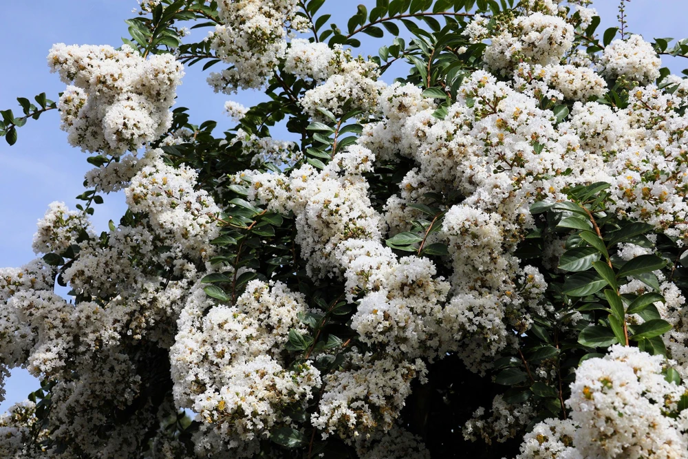 35 White Crepe Myrtle Seeds - Lagerstroemia Indica Flowering Shrub Bush Small Tree Seeds - Image 1
