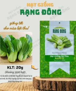 3500 Green Pak Choi Seeds for Planting - Shanghai Bok Choy Vegetable Seeds - Image 2