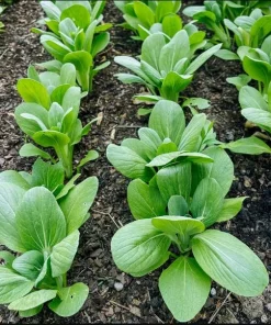 3500 Green Pak Choi Seeds for Planting - Shanghai Bok Choy Vegetable Seeds - Image 3