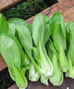 3500 Green Pak Choi Seeds for Planting - Shanghai Bok Choy Vegetable Seeds - Image 4
