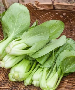 3500 Green Pak Choi Seeds for Planting - Shanghai Bok Choy Vegetable Seeds - Image 5
