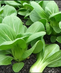 3500 Green Pak Choi Seeds for Planting - Shanghai Bok Choy Vegetable Seeds - Image 6