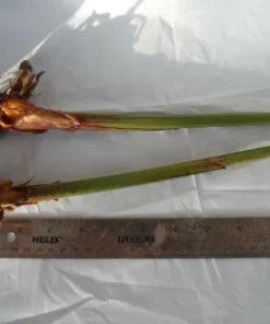 4 Bird of Paradise Rhizomes Live Plants – Strelitzia reginae Tropical Flower - Image 2