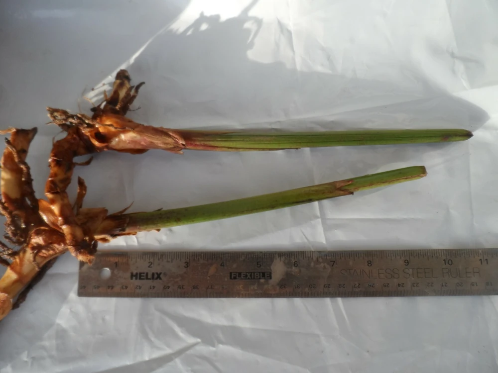 4 Bird of Paradise Rhizomes Live Plants – Strelitzia reginae Tropical Flower - Image 2