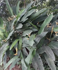 4 Bird of Paradise Rhizomes Live Plants – Strelitzia reginae Tropical Flower - Image 3
