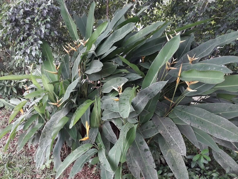 4 Bird of Paradise Rhizomes Live Plants – Strelitzia reginae Tropical Flower - Image 3