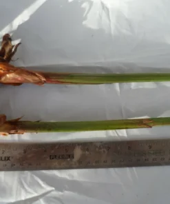 4 Bird of Paradise Rhizomes Live Plants – Strelitzia reginae Tropical Flower - Image 4