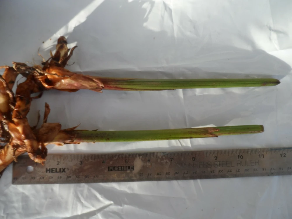4 Bird of Paradise Rhizomes Live Plants – Strelitzia reginae Tropical Flower - Image 4
