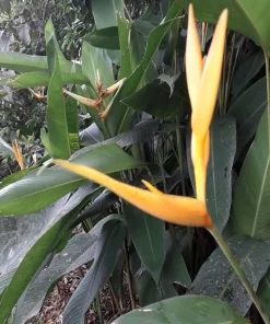 4 Bird of Paradise Rhizomes Live Plants – Strelitzia reginae Tropical Flower - Image 1