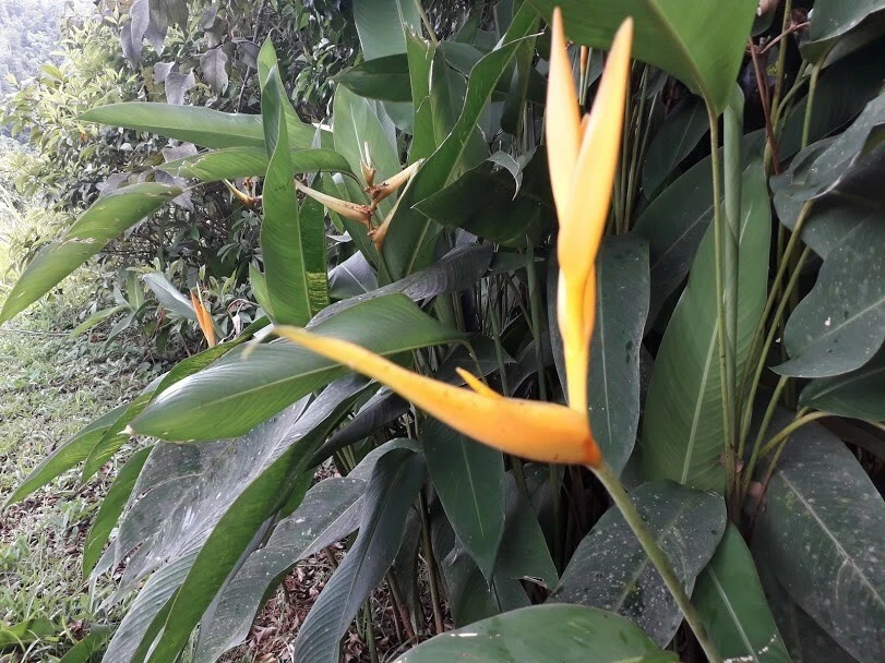 4 Bird of Paradise Rhizomes Live Plants – Strelitzia reginae Tropical Flower - Image 1