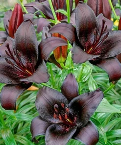 4 Black Tie Asiatic Lily Bulbs - Perennial Flowering Plants Outdoor - Image 2