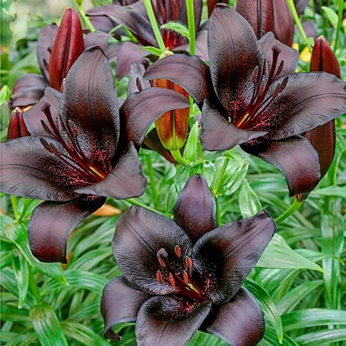 4 Black Tie Asiatic Lily Bulbs - Perennial Flowering Plants Outdoor - Image 2