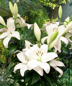 4 Black Tie Asiatic Lily Bulbs - Perennial Flowering Plants Outdoor - Image 3