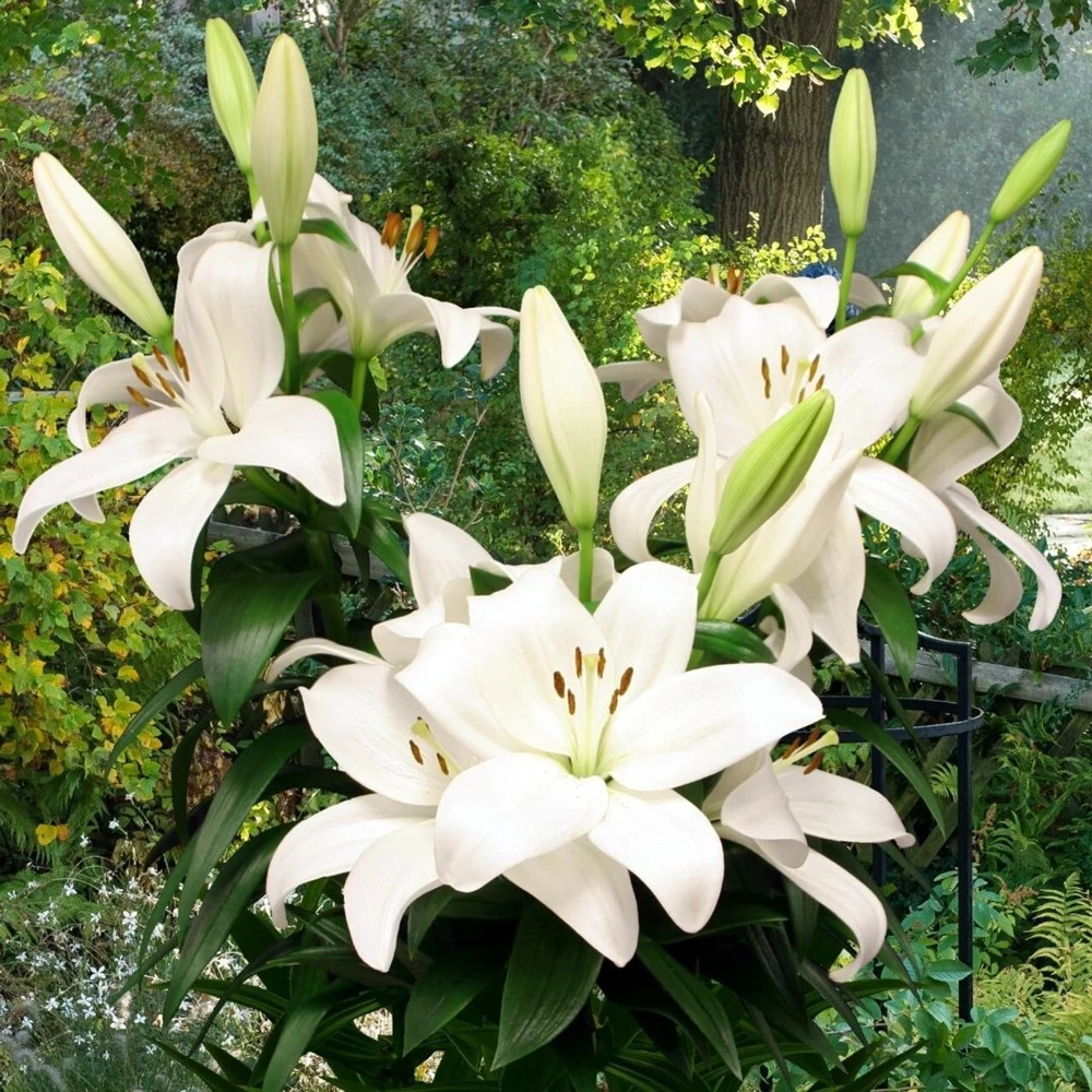4 Black Tie Asiatic Lily Bulbs - Perennial Flowering Plants Outdoor - Image 3