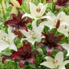 4 Black Tie Asiatic Lily Bulbs - Perennial Flowering Plants Outdoor - Image 1