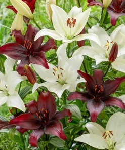 4 Black Tie Asiatic Lily Bulbs - Perennial Flowering Plants Outdoor - Image 1
