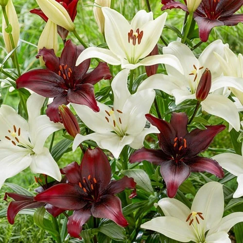 4 Black Tie Asiatic Lily Bulbs - Perennial Flowering Plants Outdoor - Image 1