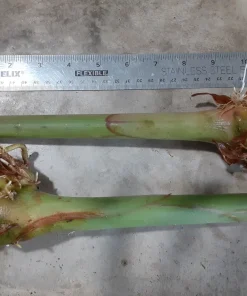 4 Butterfly Ginger Rhizomes Live Plant – Hedychium coronarium Tropical Ginger Lily, Easy Care, Outdoor - Image 2