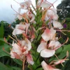 4 Butterfly Ginger Rhizomes Live Plant – Hedychium coronarium Tropical Ginger Lily, Easy Care, Outdoor - Image 1