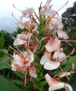 4 Butterfly Ginger Rhizomes Live Plant – Hedychium coronarium Tropical Ginger Lily, Easy Care, Outdoor - Image 1