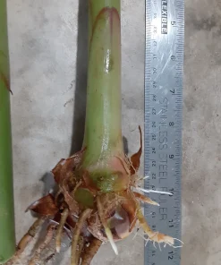 4 Butterfly Ginger Rhizomes Live Plant – Hedychium coronarium Tropical Ginger Lily, Easy Care, Outdoor - Image 3