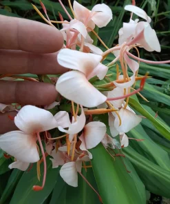 4 Butterfly Ginger Rhizomes Live Plant – Hedychium coronarium Tropical Ginger Lily, Easy Care, Outdoor - Image 4