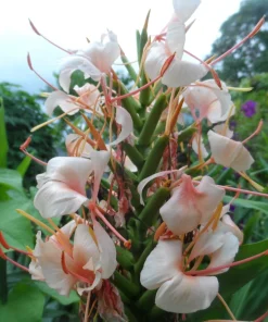 4 Butterfly Ginger Rhizomes Live Plant – Hedychium coronarium Tropical Ginger Lily, Easy Care, Outdoor - Image 5