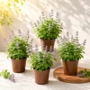 4 Catnip Live Plants – Perennial Herb for Home Garden – 4-8 Inches Tall - Image 1