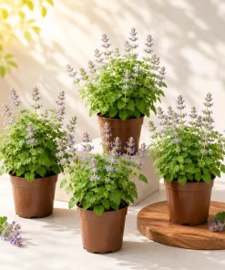 4 Catnip Live Plants – Perennial Herb for Home Garden – 4-8 Inches Tall - Image 1