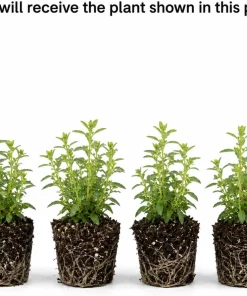 4 Mexican Tarragon Live Plants for Planting, 4-8 Inch Tall, Culinary Herb - Image 2
