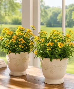 4 Mexican Tarragon Live Plants for Planting, 4-8 Inch Tall, Culinary Herb - Image 4