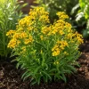 4 Mexican Tarragon Live Plants for Planting, 4-8 Inch Tall, Culinary Herb - Image 1