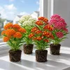 4 Mix Tropical Milkweed Live Plants for Planting, 4-8 Inch Tall, No Pot - Image 1