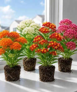 4 Mix Tropical Milkweed Live Plants for Planting, 4-8 Inch Tall, No Pot - Image 1