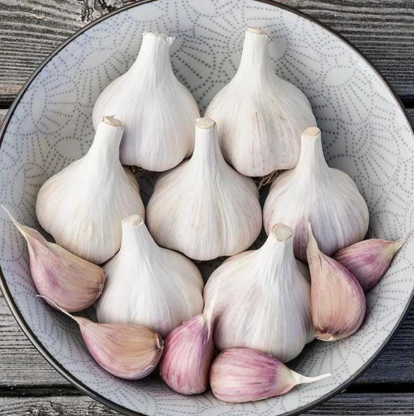 4 Music Garlic Bulbs for Planting - White Hardneck Garlic for Home Garden - Image 2