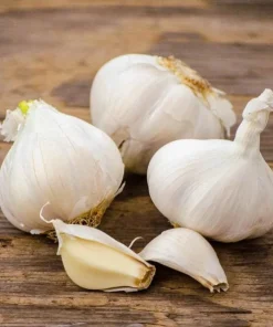 4 Music Garlic Bulbs for Planting - White Hardneck Garlic for Home Garden - Image 1