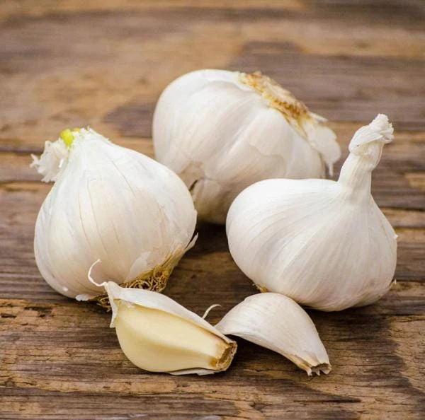 4 Music Garlic Bulbs for Planting - White Hardneck Garlic for Home Garden - Image 1