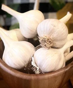 4 Music Garlic Bulbs for Planting - White Hardneck Garlic for Home Garden - Image 3