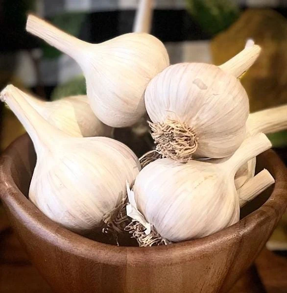 4 Music Garlic Bulbs for Planting - White Hardneck Garlic for Home Garden - Image 3