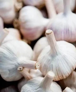 4 Music Garlic Bulbs for Planting - White Hardneck Garlic for Home Garden - Image 4